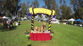 Golden Retrievers Everywhere  Goldie Palooza 2018  Oshies World [upl. by Kin]