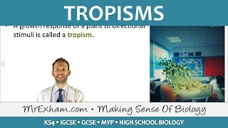 Coordination and Response  Plants  Tropisms  GCSE Biology 91 [upl. by Chandal499]