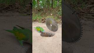 install beautiful trap for parrot youtubeshorts [upl. by Licec411]