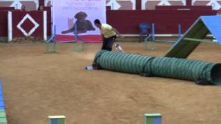 agility bodeguero andaluz danko [upl. by Ahseetal]