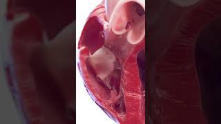 3d anatomy of the heart ventricles meded anatomy 3dmodel [upl. by Leor]