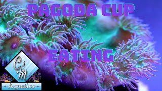 pagoda cup coral eating [upl. by Lewendal]