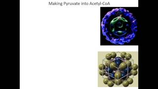 Lecture 13B  Conversion of Pyruvate to AcetylCoA by PDC [upl. by Mccallion549]