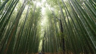 4K・ Japan  Rainy Kyoto Arashiyama Kameyama Park and bamboo grove ・ 4K [upl. by Egor984]