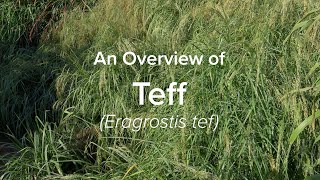 An Overview of Teff  Understudied Indigenous Crops [upl. by Ellasal412]