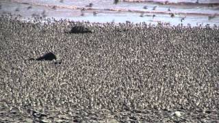 Flight of the Sandpipers Dorchester NB [upl. by Trust636]