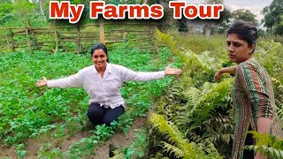 Village Farms Tour Collecting Green Vegetables in JungleCooking Suji Gulab jamun 🤤 [upl. by Witt906]