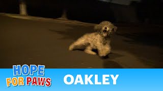 Saving Oakley in a late night rescue mission Please help her find a home story [upl. by Netaf]