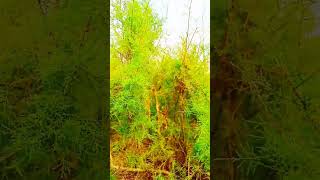 foryou nature sandwip highlights sandwip viralvideo youtube youtubeshorts beautiful [upl. by Enitsej]