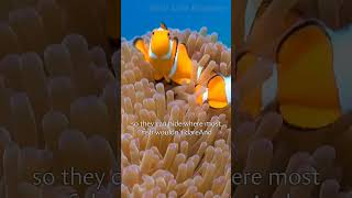 Cool Facts about Clownfish 🐠  clownfish facts wildlife [upl. by Jerad836]