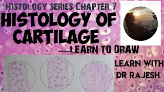 HISTOLOGY OF CARTILAGE HYALINE ELASTIC amp WHITE FIBRO CARTILAGE  Histology Series Chapter 7 [upl. by Lahpos415]