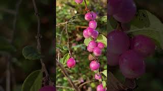 Сніжноягідник Шено Hancock Symphoricarpos × chenaultii  nature сад парк [upl. by Ahsuas]