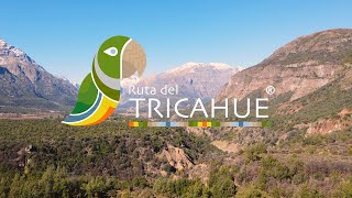 ¡Somos la Ruta del Tricahue 🦜 [upl. by Siseneg]