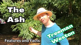 How to Identify an Ash Tree Fraxinus excelsior with Interesting Tree Facts [upl. by Cul754]