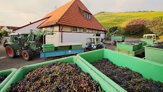 Die Keltern in Korb Steinreinach und Kleinheppach  Weinlese mit Vollernter [upl. by Asenej577]