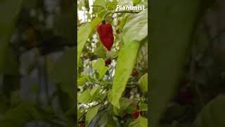 Different types of chilli growing in balcony garden chilli pepper bhutjolokia yellowchilis [upl. by Ybor120]