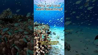 Whats Causing Coral Reef Bleaching shortvideo shorts coralreefs [upl. by Gardol]