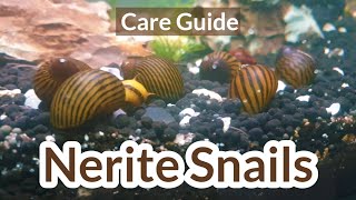 Nerite snails Nerite snail care  Nerite snails guide  Nerite snails in aquarium [upl. by Areyk302]