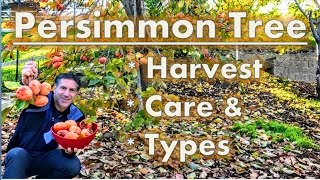 Persimmon Tree Harvest  Care  Varieties [upl. by Edurtreg]