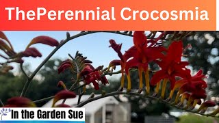 Crocosmia What is it and how to grow it [upl. by Esadnac]