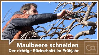 Maulbeerbaum schneiden  Der richtige Schnitt im Frühjahr [upl. by Gloriana]