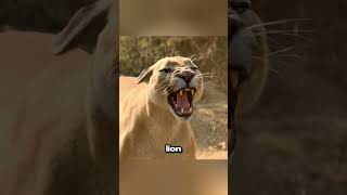 A man Survived a Lion Attack  movie shorts [upl. by Ailet]