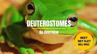 Deuterostomes  An Overview PhDWallahGamer [upl. by Digirb]