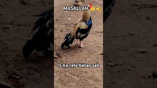 Rate batao g sab iska  viral video 5 million views [upl. by Ogawa]