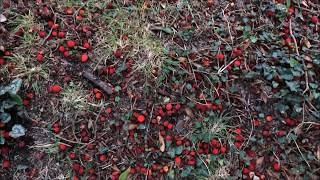 Strawberry tree Arbutus unedo  fruit amp leaf litter  November 2017 [upl. by Eeltrebor]