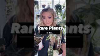 Rare Plant Trends in 20242025 rareplant rareplants rarehouseplants houseplants wishlistplant [upl. by Aeriell]