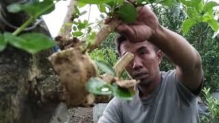 proses pengepresan bahan bonsai sancang [upl. by Eilyw]