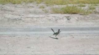 Roadrunner Kills Sparrow [upl. by Molton]