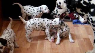 dalmatian puppies 45weeks  playing with adults [upl. by Asiul]