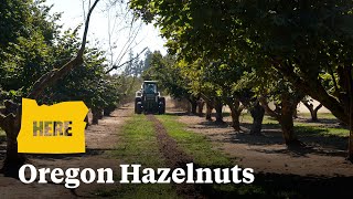 Oregon is the nations hazelnut capital [upl. by Winonah]