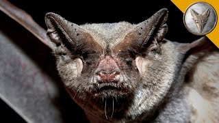 Catching Bats by Hand  The Mexican Free Tailed Bat [upl. by Glennis]