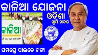 kalia yojanakalia yojana new update todaybhumi hina kalia yojana 2024odisha govt new yojana [upl. by Rodrich]