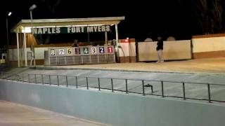 Greyhounds off and running at NaplesFt Myers Greyhound Track [upl. by Tran156]