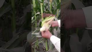 ماشاءاللہ خوبصورت مکئی viralvideo flowers agriculture garden [upl. by Krucik632]