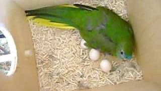 Turquoisine Grass Parakeet with Eggs [upl. by Yulma]