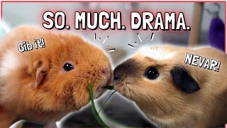 10 Most Dramatic Guinea Pig Behaviors [upl. by Eittel]