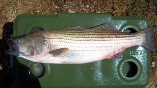 Striped Bass Fishing Lake San AntonioCastaic Lake Striper Fishing DOUBLE Limits [upl. by Carli]