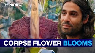 The Corpse Flower Nature’s Grossest Flower Blooms In Victoria [upl. by Thorndike620]