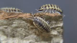 Vlog オルナータニシキオオワラジの観察Porcellio ornatus [upl. by Ariamat778]