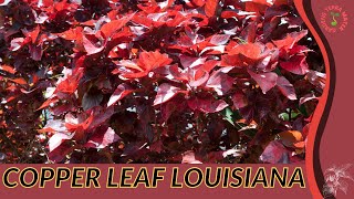 COPPER LEAF LOUISIANA Information and Growing Tips Acalypha wilkesiana [upl. by Yesnnyl]