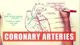 Coronary Arteries  Anatomy Tutorial [upl. by Ainoval]