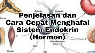 Penjelasan dan Cara Cepat Menghafal Sistem Endokrin Hormon [upl. by Anatsirhc]