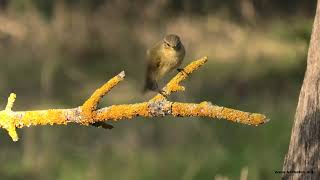 MOSQUITERO PAPIALBO  BONELLI´S WARBLER  Phylloscopus bonelli 4K [upl. by Asilem]