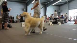 CACIB Kraków 2012  Golden Retriever [upl. by Egroj533]