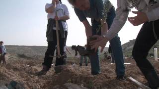 Keep Hope Alive plant an olive tree in Palestine [upl. by Burtie]