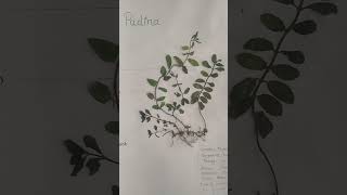 herbarium sheet pudina [upl. by Ained579]